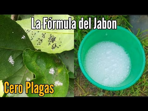 , title : 'La Fórmula del Jabon para Combatir las Plagas'