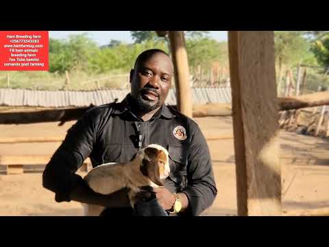 How to take care of the day old goats kids up to 3 months ( farmers must do this )