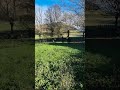 Mare Origin Recorded For sale 2021 Dark Bay