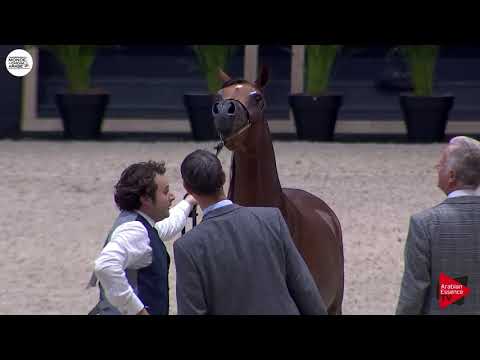 N.97 QUTUZ AL JASSIMYA - Paris 2018 - Yearling Colts (Class CM 4B)