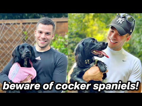 6 Reasons You SHOULD NOT Get a Cocker Spaniel!