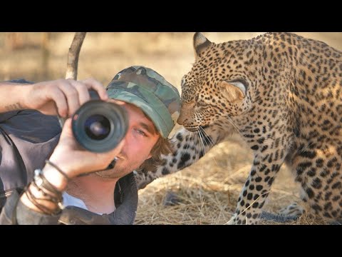 Quand les animaux interrompent les photographes de manière inattendue 🤪