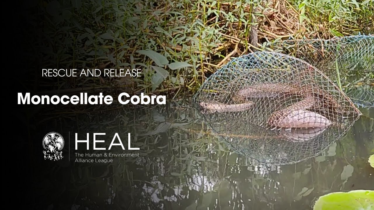 Rescue of a Monocellate Cobra from Pailan, South 24 Parganas, West Bengal