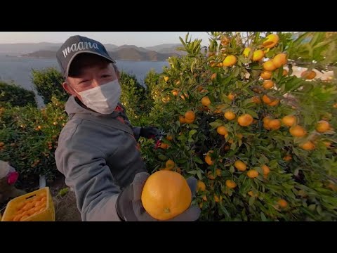 [360°VR 에히메 여행] 에히메의 미식여행 ~귤, 자코텐, 도미 덮밥, 야키토리~