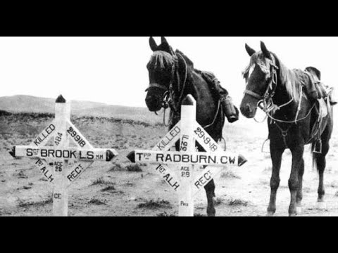 Unforgettable Australian Light Horse Images