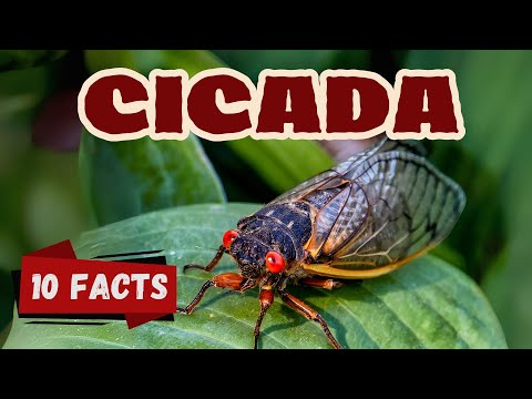 10 Fascinating Cicada Facts for Kids | Nature’s Noisy Insects #cicadas #animalfacts