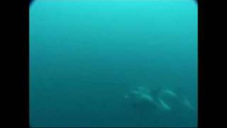 preview picture of video 'White Beaked Dolphins in Newfoundland Canada'