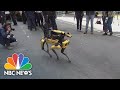 Crime-fighting robot dog joins NYPD