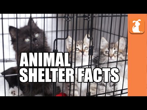 7 Crazy Facts About Animal Shelters