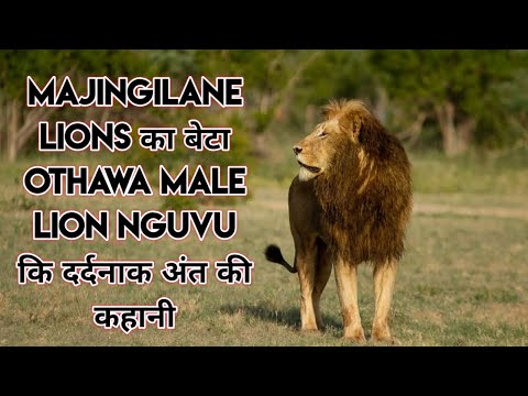 The Story Of Rise And Fall Of The Othawa Male Lion in Hindi। Son of Majingilane Lions। Othawa Pride