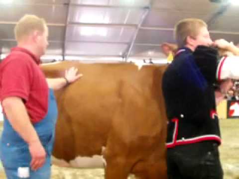 Miss Swiss Fleckvieh BEA 2012