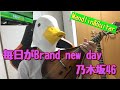 乃木坂46『毎日がBrand new day』(マンドリン&ギター) 乃木坂46『毎日がBrand new day』(マンドリン&ギター)
