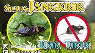 Download lagu #Jangrik #Tikus Suara Jangkrik Pengusir Tikus 10 Jam Non Stop mp3 Download lagu #Jangrik #Tikus Suara Jangkrik Pengusir Tikus 10 Jam Non Stop mp3