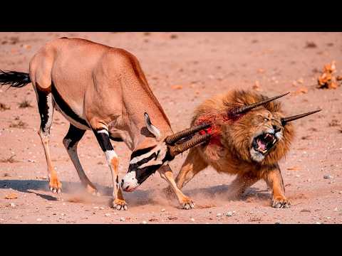 The most terrifying battles in the animal kingdom.