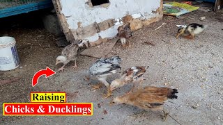 Cute Chicks and Ducklings Activities | Raising Chicks with Ducklings | Birds and Animals Planet