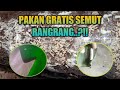 Pakan Gratis Semut Rangrang Part 1