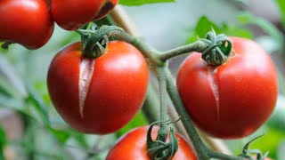 Tomato Plants Tips: Why Are My Tomatoes Cracking? 🍅 And How To Avoid It | EverCrest