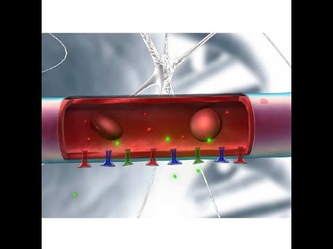 Forschung über die „Müllabfuhr“ im Gehirn (Teil 5) von Prof. Dr. Dr. Jens Pahnke