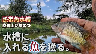 【熱帯魚水槽立上げて入れる魚を獲ってくる】訳あり特注85cm水槽立上げ工程/底面フィルター/超鮮やかな熱帯魚水槽となった