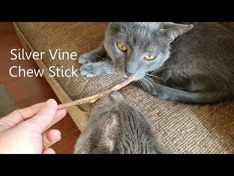 Cats Receive Silver Vine Catnip Chew Sticks - Jericho & Thunder