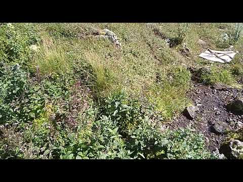 Paratype locality of Protonemura soad Murányi, Manko, Kovács & Vincon, 2023