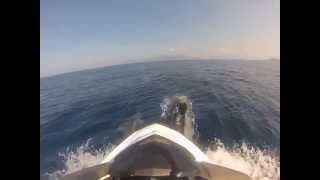 preview picture of video 'Corse, les Dauphins aiment aussi les Jetskis !!!!'