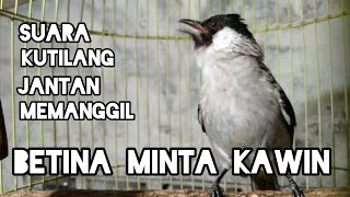 Download lagu SUARA RAYUAN KUTILANG JANTAN MEMANGGIL BETINA || MINTA KAWIN AUTO WIK WIK 🙈😀 mp3
