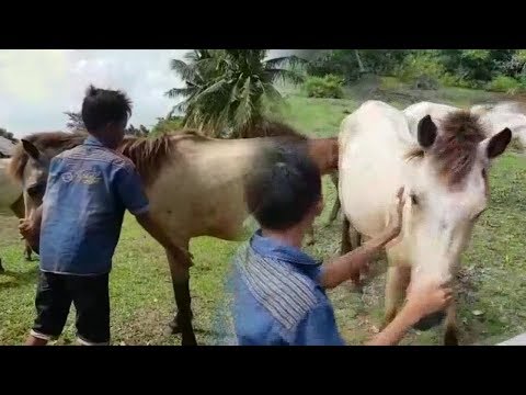 Impotensi perut pada pria Rangsangan potensi seksual