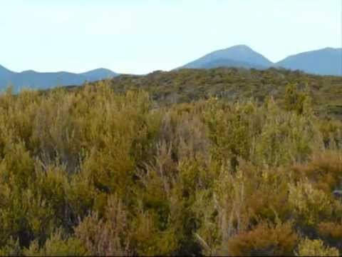 New Zealand - Kahurangi National Park - 