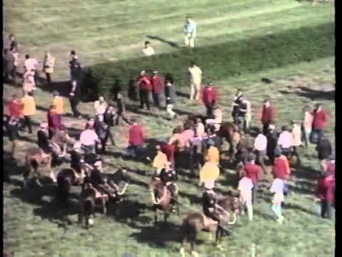 Part 2 Amazing Thoroughbred Heroes