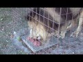 LION Feeding Time