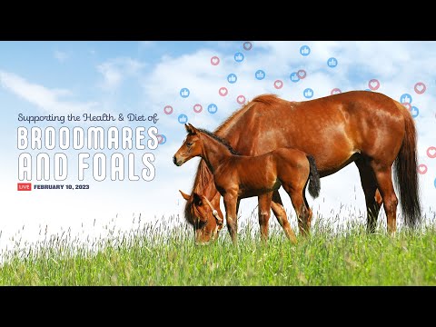 Supporting the Health & Diet of Broodmares and Foals