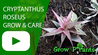 Cryptanthus roseus - grow & care (Starfish Plant)