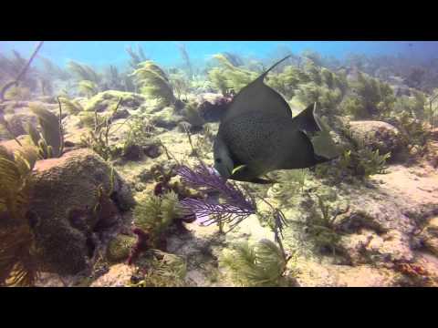 Key Largo - Molasses Reef Dives 2013