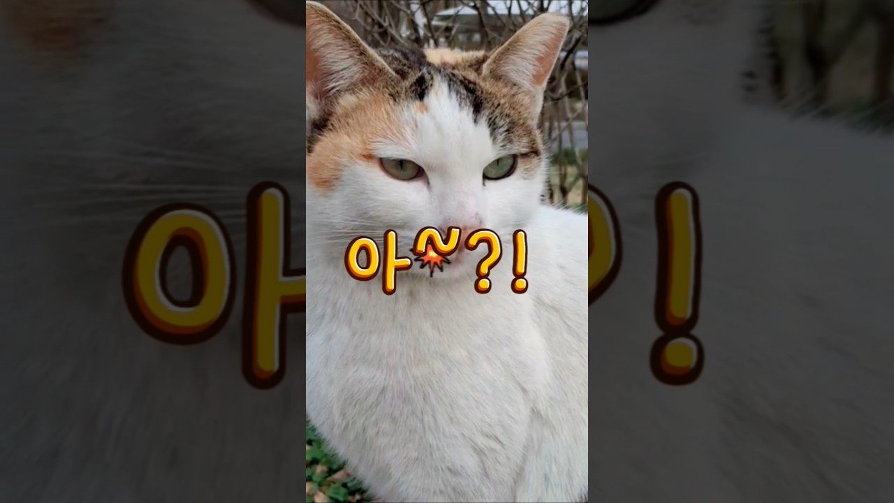 매맞는 남자? 조폭마누라. #고양이 #cat #고양이영상