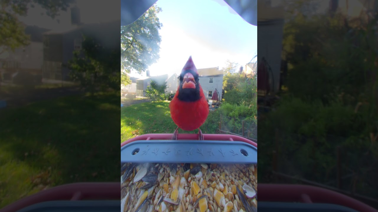 BirdBuddy Home - YouTube