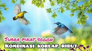 Download lagu Suara Pikat Sogon Kombinasi Kolibri Manggar Ribut mp3