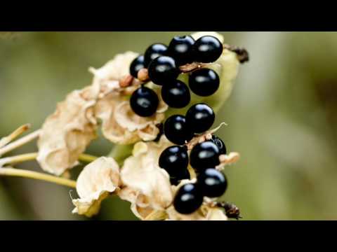 小山 薫：Sinfonia Concertante ー四重協奏曲ー