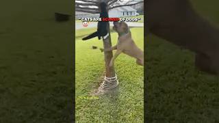 Cats challenging dogs ☠️ | #edit #cat #dog #newyork #usa