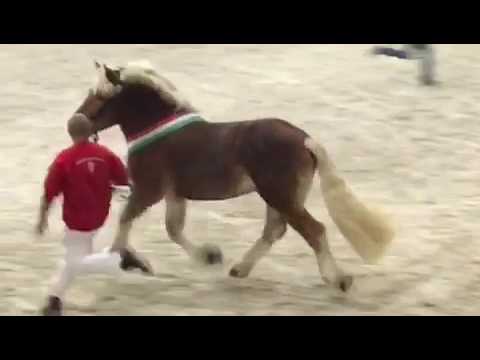 Siegerhengst Edwin 2016