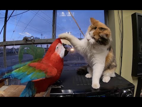 Macaw Craigslist