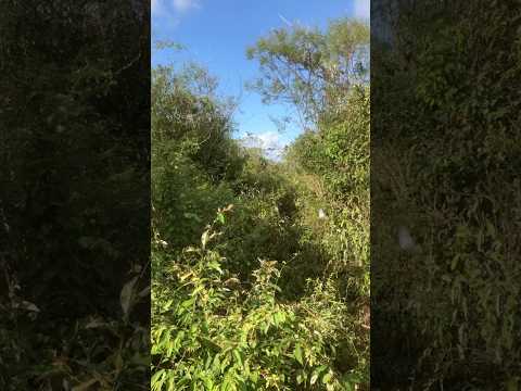 Postura de arribações  entre os municípios de cerro corá e Bodo no Rio Grande do Norte