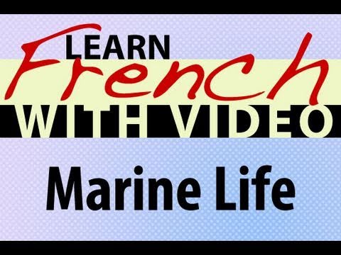 Learn French with Videos Common Animals