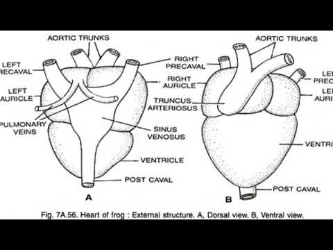STRUCTURE OF HEART OF FROG BY PHANINDRA GUPTA