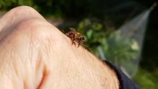 mudsongs.org: Saving a Drowning Honey Bee