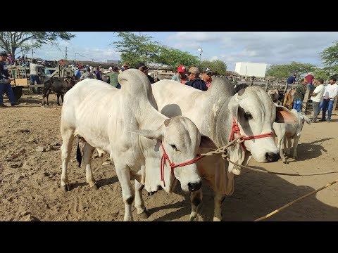 Feira de gado de Cachoeirinha-PE 22-10-26