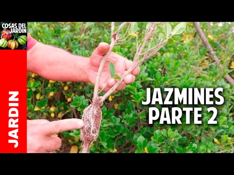 Cómo propagar gardenias, jazmines y otros arbustos