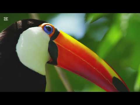 Nature for kids #nature#naturevideo#naturelovers#beautifulnature#naturebeauty#4knature#relaxing