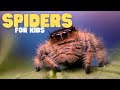 Spiders For Kids Learn All About These Amazing Arachnids