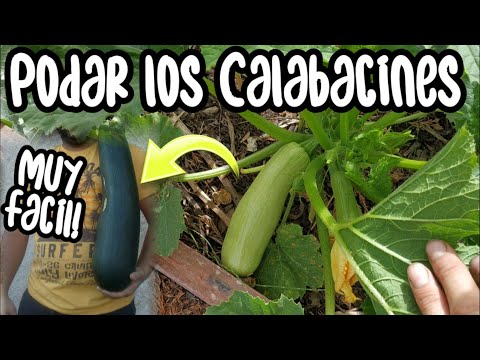 , title : 'COMO PODAR CALABACINES | entutorar calabacines aumenta el tamaño del Calabacin consejos'